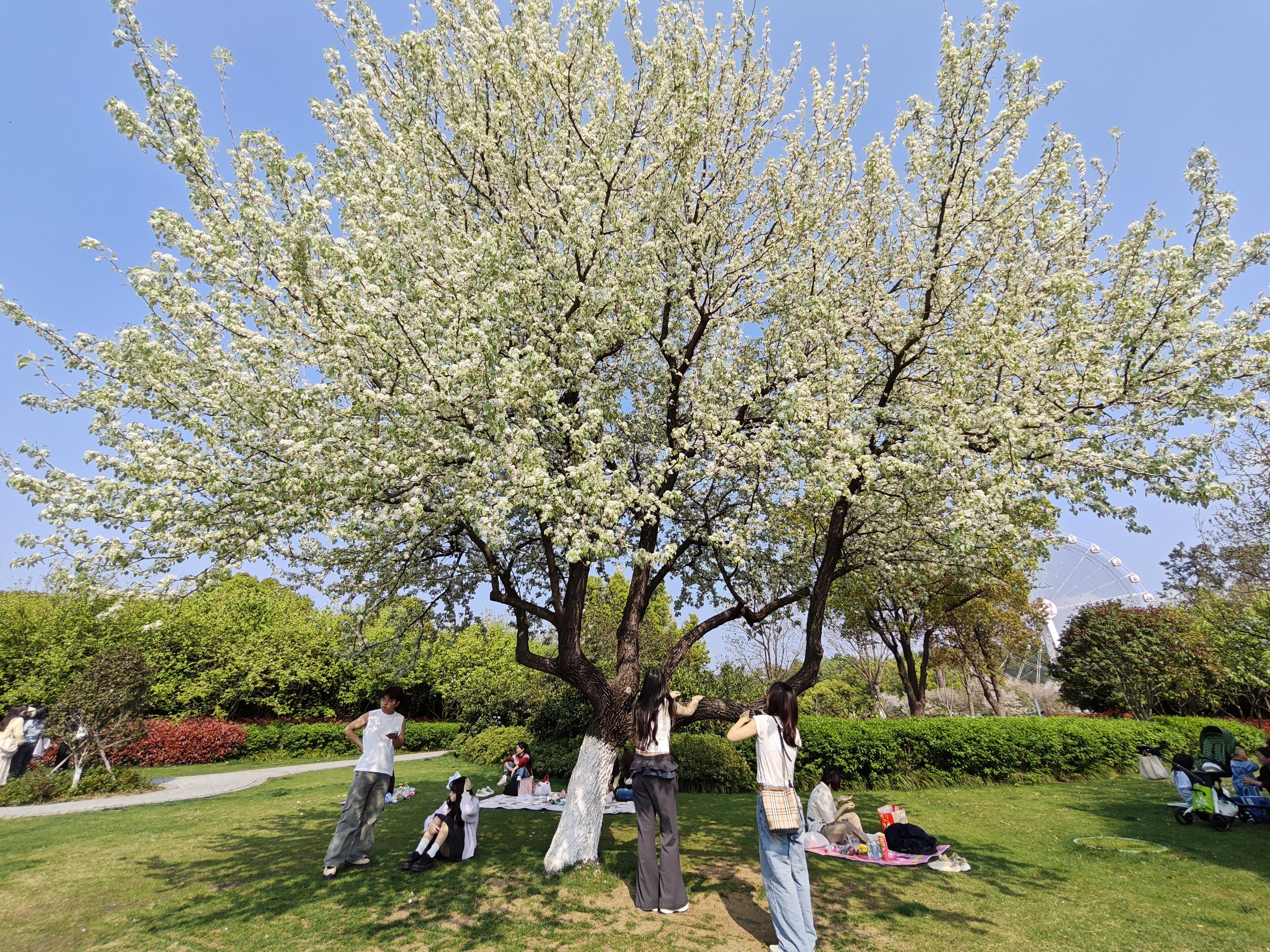 Pear blossoms in Wuhan East Lake Park